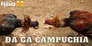 Đá gà Campuchia được tổ chức tại những trường đấu chuyên dụng.