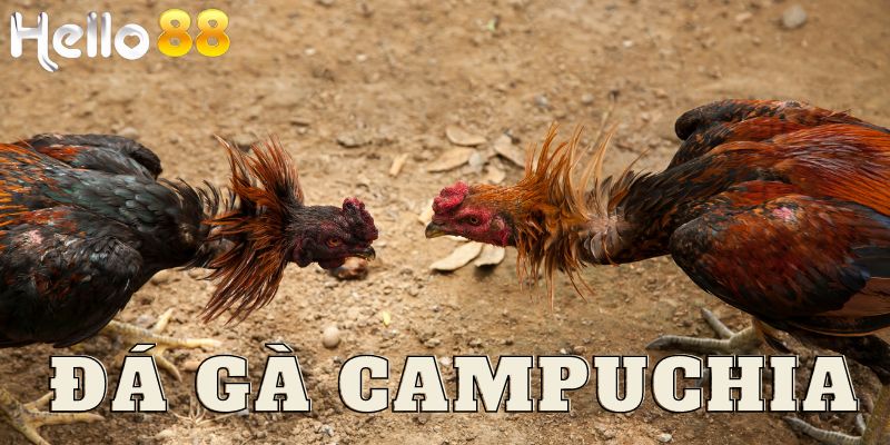 Đá gà Campuchia được tổ chức tại những trường đấu chuyên dụng.