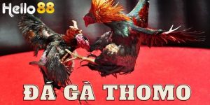 Sau nhiều năm hoạt động, đá gà Thomo.